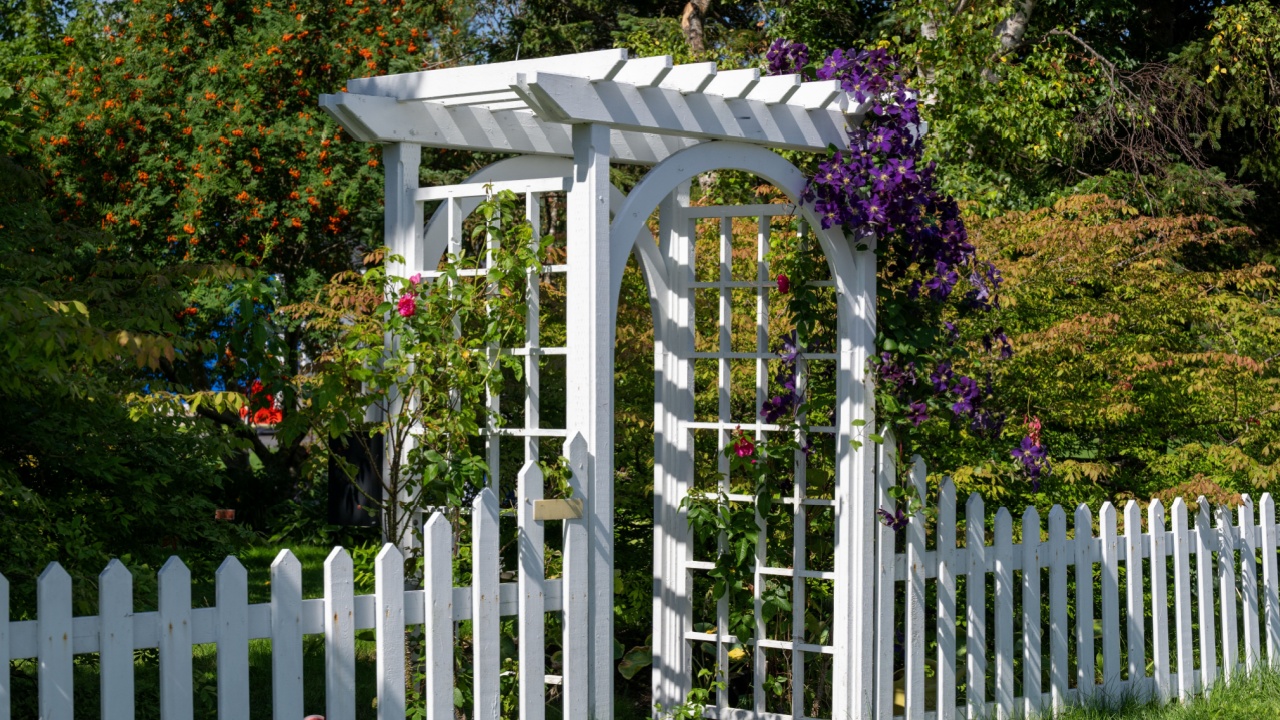 A white wooden archway and white wood picket fence surround a garden. There's a colorful purple vine hanging along the top of the fence and around the arch. The garden has trees and lush green grass.