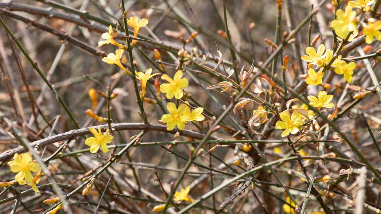 Winter Concept, Beauty of Nature , Yellow Jasmine Flowers , Jasminum nudiflorum Lindl. , on the leafless Tree