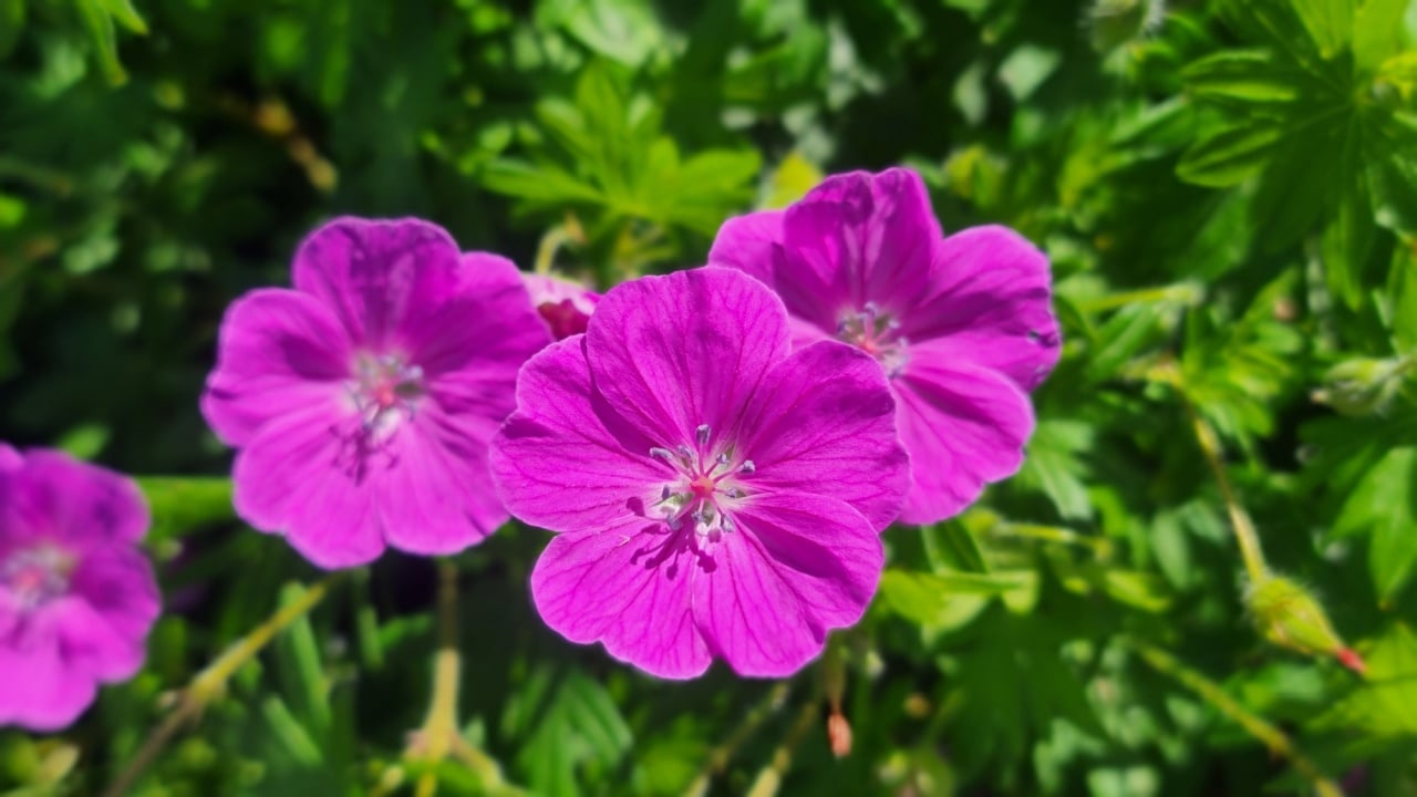 Geranium Sanguineum, common name Bloody Crane's-Bill or Bloody Geranium, is a species of hardy flowering herbaceous perennial plant. A beautiful plant with stunning bright crimson magenta flowers.