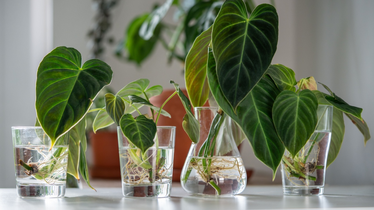 Four sprouts of trendy Philodendron Splendid plants in glass and vase, ready to be transplanted into the soil, closeup. Simple propagation Araceae houseplants by stems in water. Home gardening.
