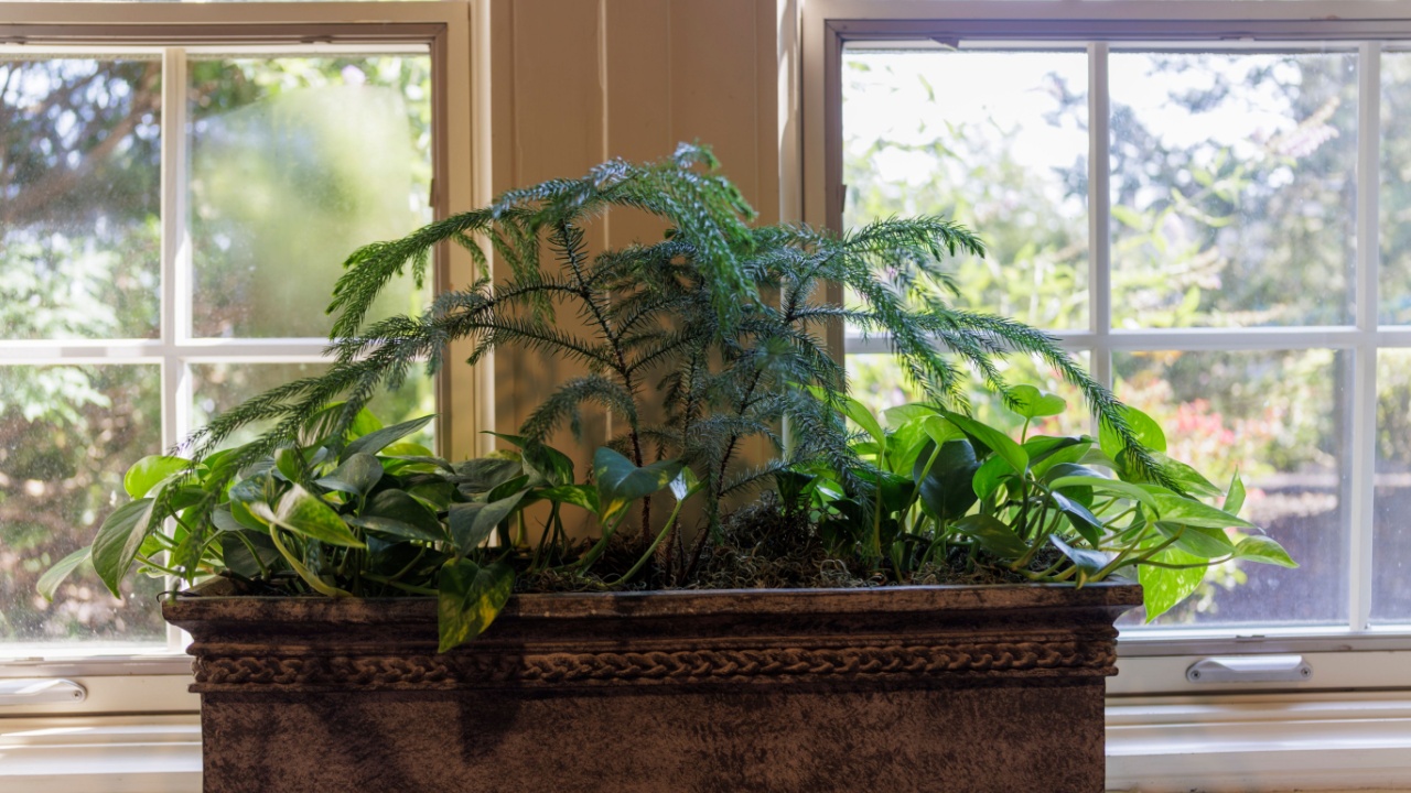Indoor planter with lush green foliage in a rustic wooden container by a sunny window.