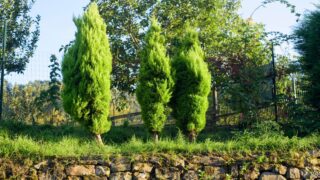 Three small cypress trees on wall