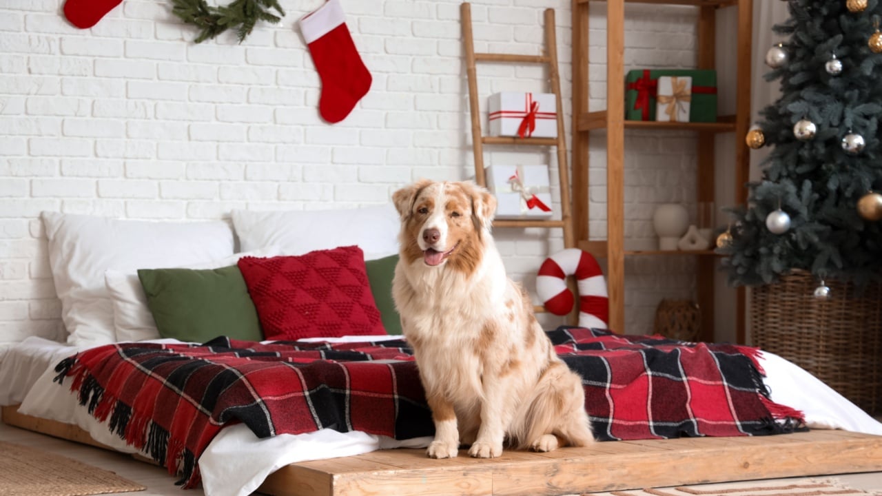 Cute Australian Shepherd dog in bedroom on Christmas eve