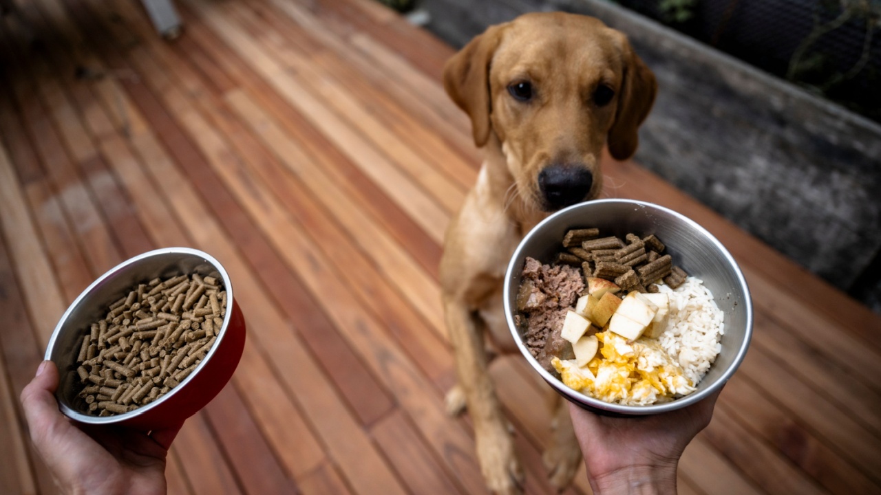 A dog is being offered two bowls: one with plain kibble and the other with a variety of ingredients, including rice, eggs, apples, and kibble, as the dog looks on curiously, anticipating a choice.