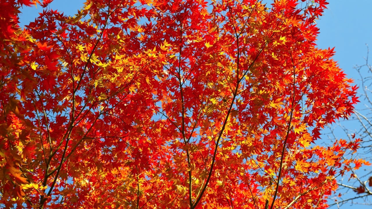 Beautifully Tinted Autumn Foliage: Japanese "Momiji" Maple Leaves