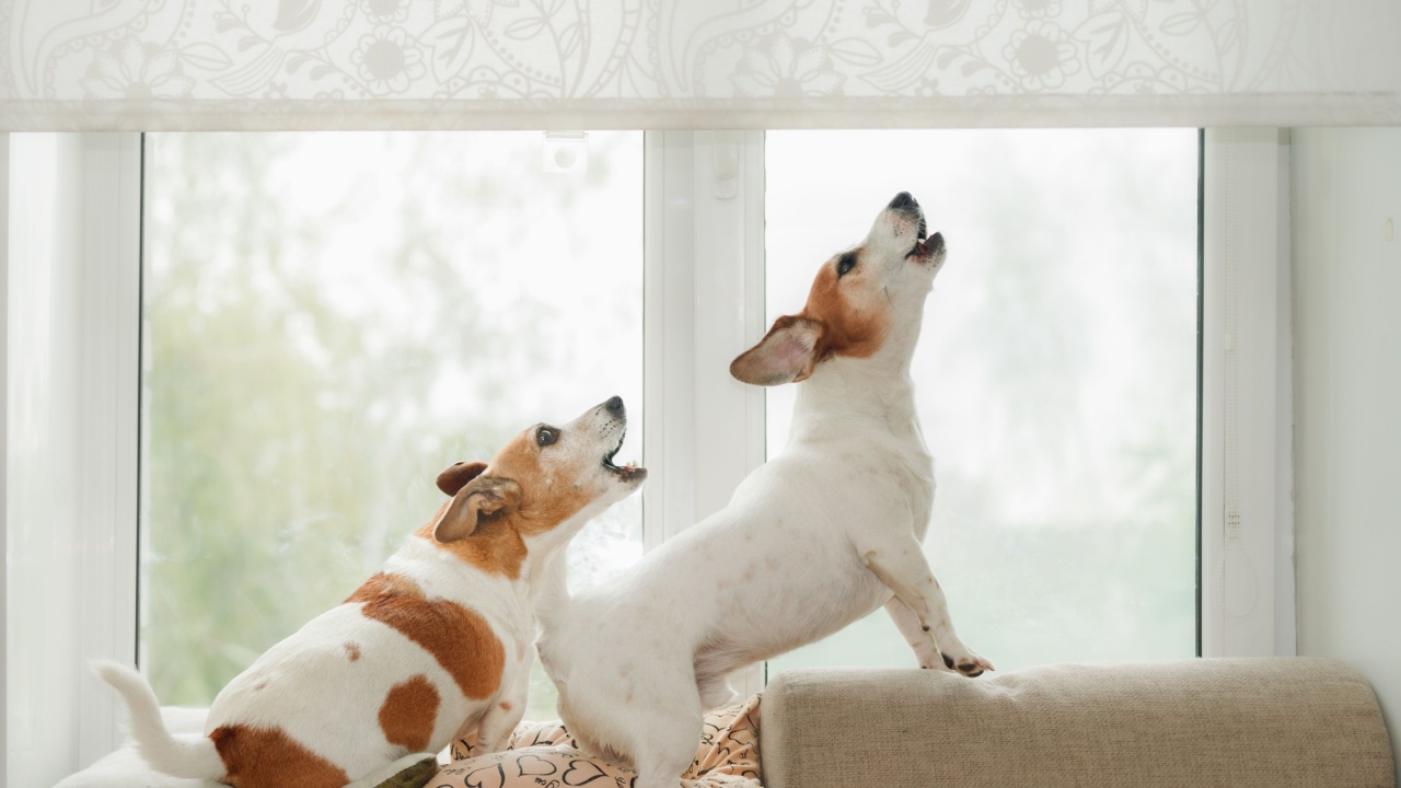 Two dogs in an window, howling, guarding and barking at what they see outside.