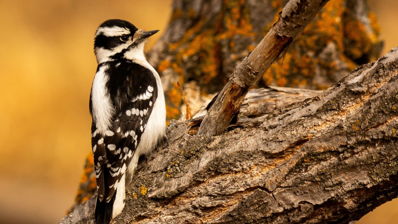 A closeup shot of the Downy Woodpecker perched on a tree branch