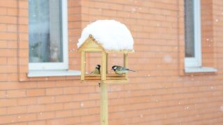 Feeding birds in winter. A wooden bird feeder where titmice feed on the background of a brick house and falling snow