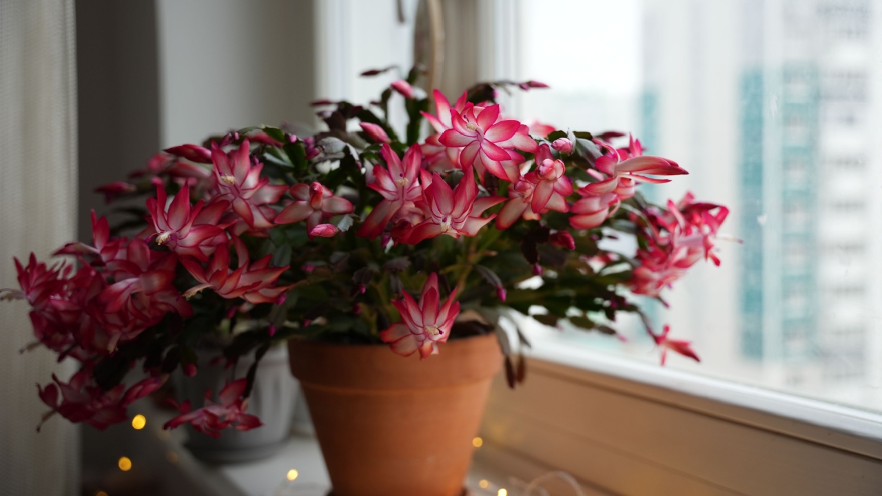 A large blooming Christmas cactus in a clay pot. The Latin name is Schlumberger. 