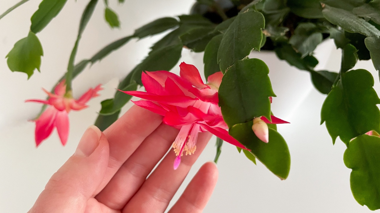 Beautiful blooming Christmas cactus houseplant with vibrant pink red flowers in white flower pot and female hand isolated on white background
