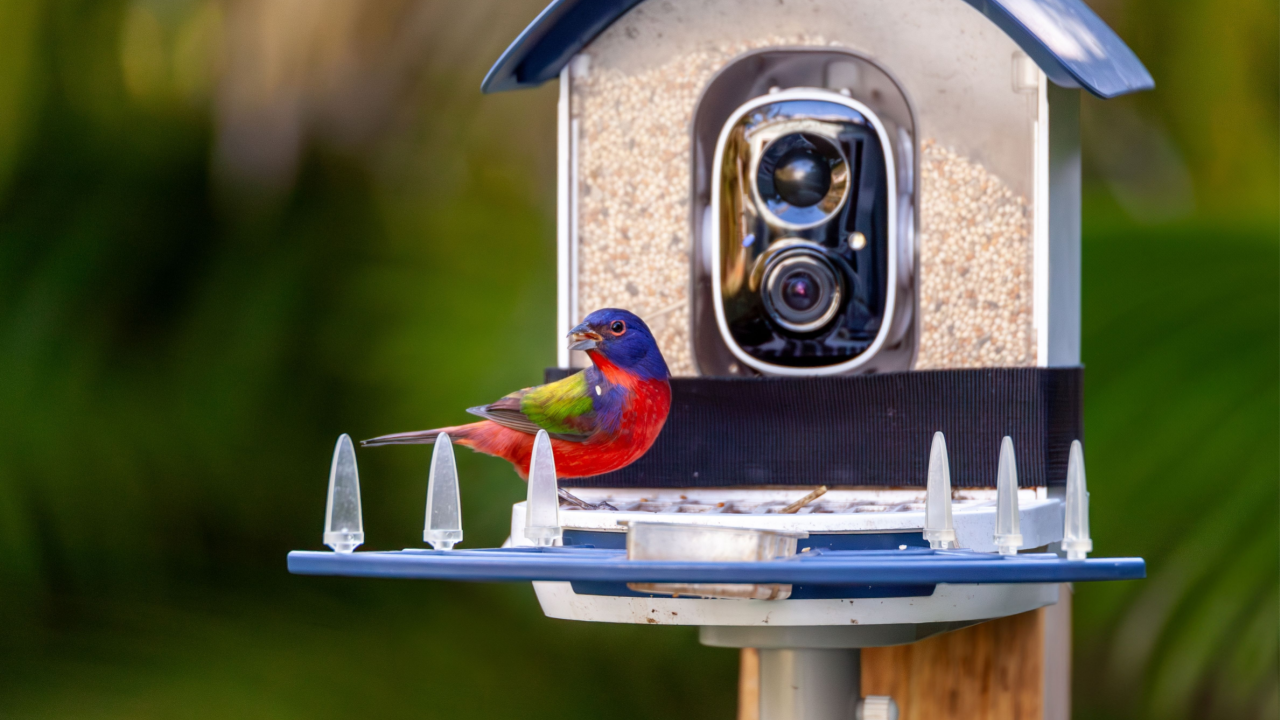 smart bird feeder camera