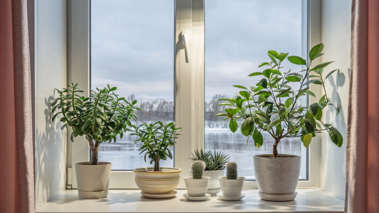 The window in the room with houseplants on window sill and curtains against the backdrop of the river and forest covered with snow at winter.