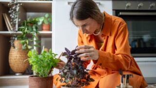 Focused woman gardener taking care of plants, sitting on floor at home. Interested female finds pleasure and comfort in growing herbs basil in pots, planting and tend seedlings. Plants lover hobby.