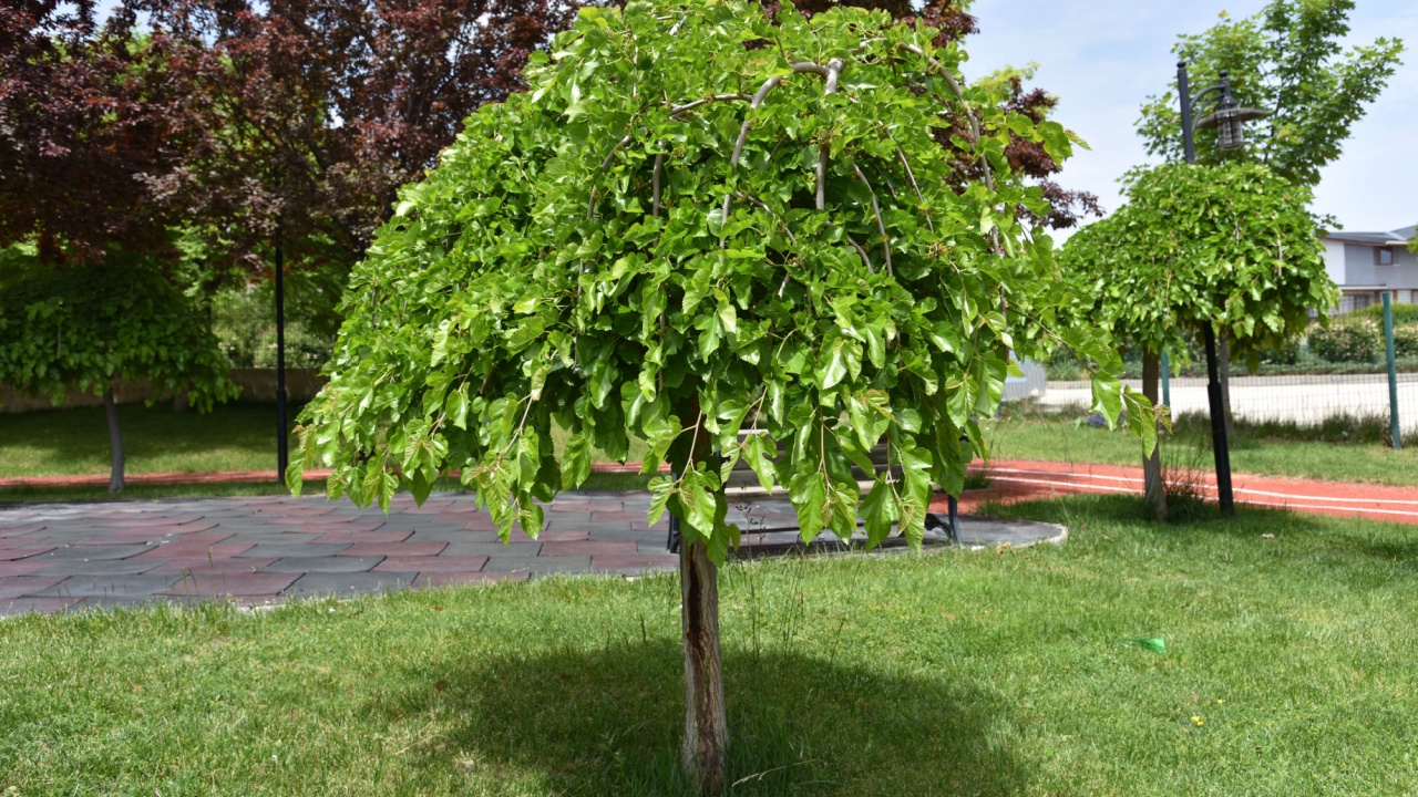 a mulberry tree in park