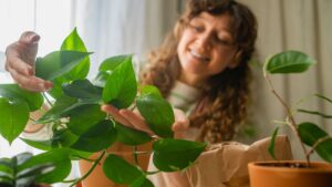 Smiling woman caring for her houseplants, examining the vibrant leaves of an epipremnum aureum, commonly known as golden pothos or devil's ivy, in her sunny apartment