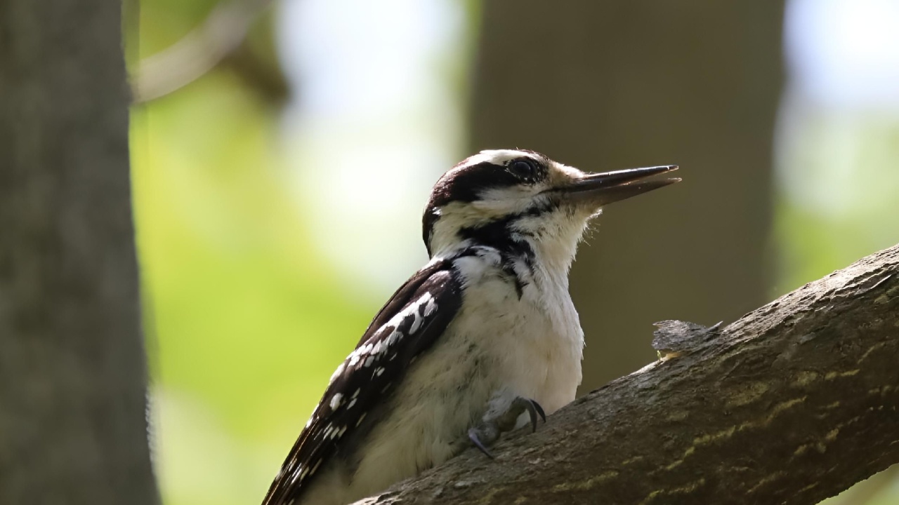 An image of a Hairy Woodpecker perched on a tree.