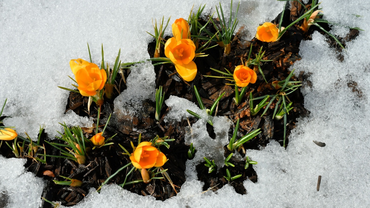 The first hints of spring when the yellow crocus blossom pushes through the snow. 
