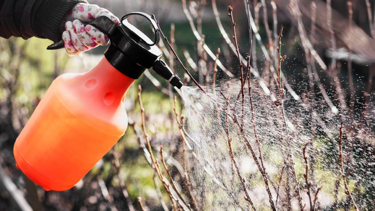 Spraying Bush Branches against Pests in Spring Garden. Aerial Spraying Pesticides of Bare Bushes Trees or Shrubs.