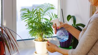 Plant care. Palm house plants sprayed from a bottle in the hand of a woman. Winter care for indoor plants, prevention against plant pests, bacterial diseases, fertilization and gardening at home.