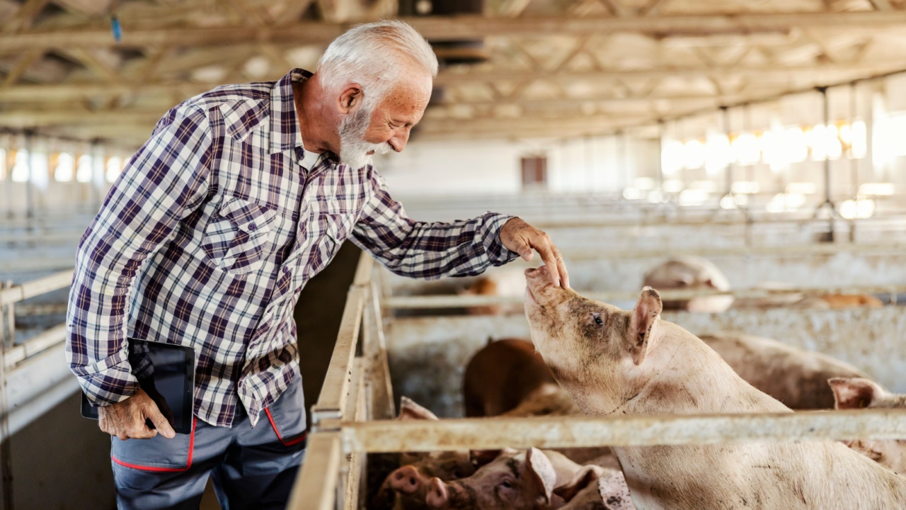 Side view of senior farmer petting pig in pen at pig farm.