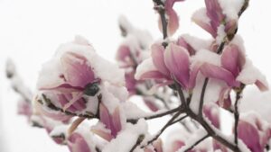 BATUMI, GEORGIA - February 19: magnolias in the snow