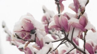 BATUMI, GEORGIA - February 19: magnolias in the snow
