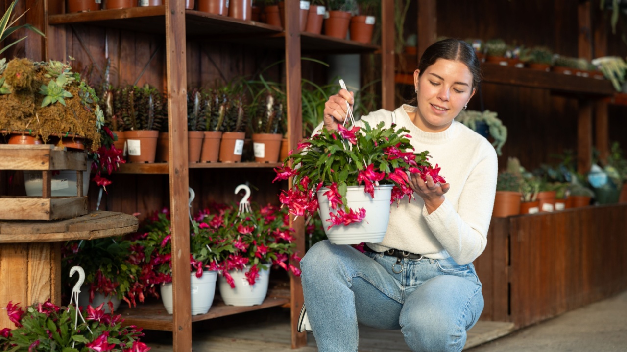 Girl customer with product in hands at fair chooses potted plant to decorate interior. Visitor examines young Schlumbergera seedling. Hobby is floriculture. Girl buy potted plant in shop
