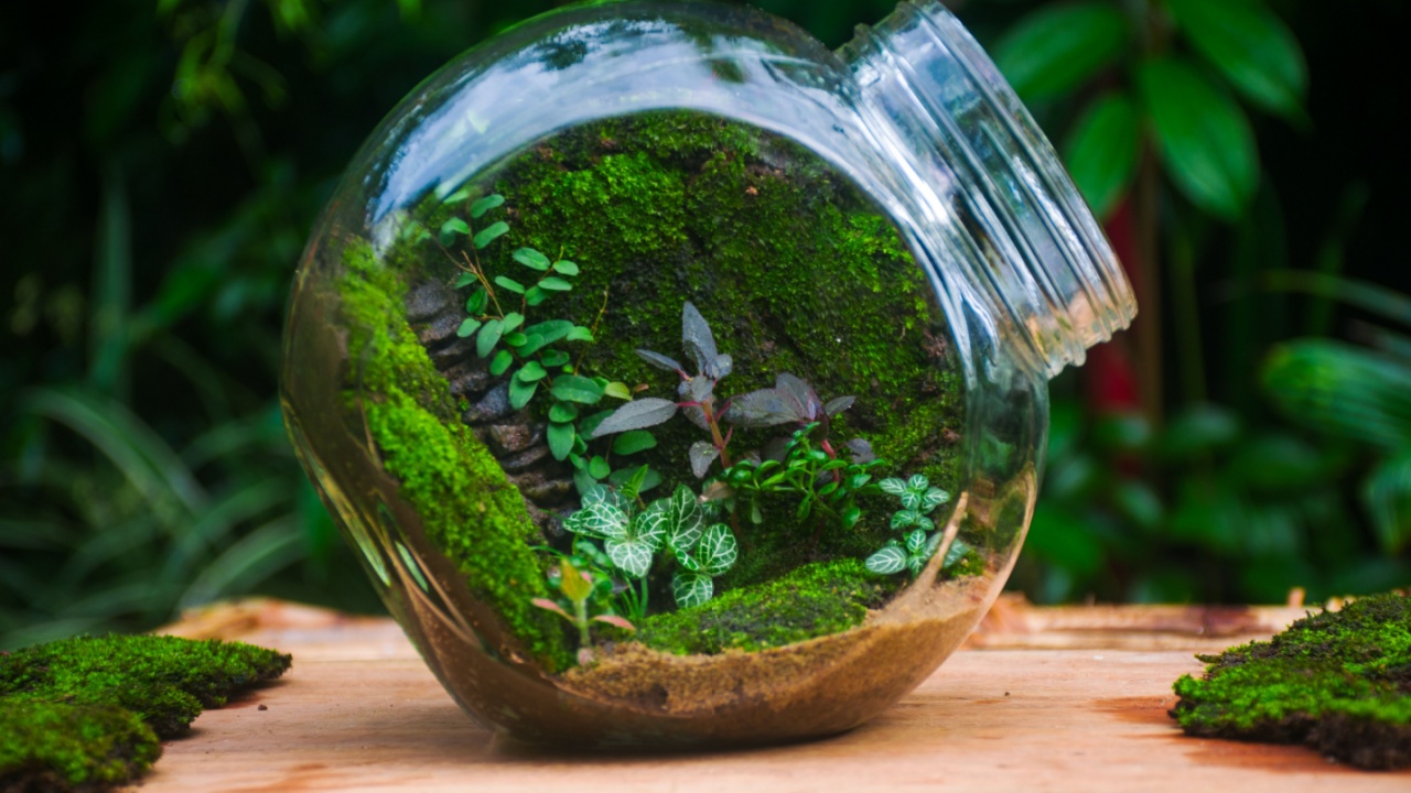 Enchanting Moss Terrarium in a Glass Jar A beautifully crafted moss terrarium inside a glass jar, showcasing vibrant green moss and small plants growing in a self-sustaining ecosystem.