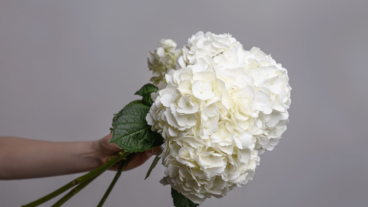 White hydrangea flowers in the hands of a young woman on a gray background.Romantic,Beautiful background with space for text. Background for birthday, wedding, women's, mother's day.