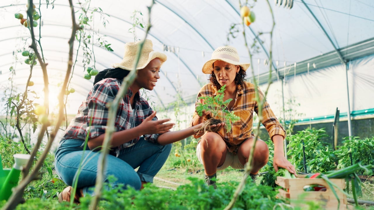 Vegetables, teamwork or women in greenhouse for farming crops, harvest growth or sustainability. Development, people or female gardeners with leaf plants for gardening soil, research or healthy food