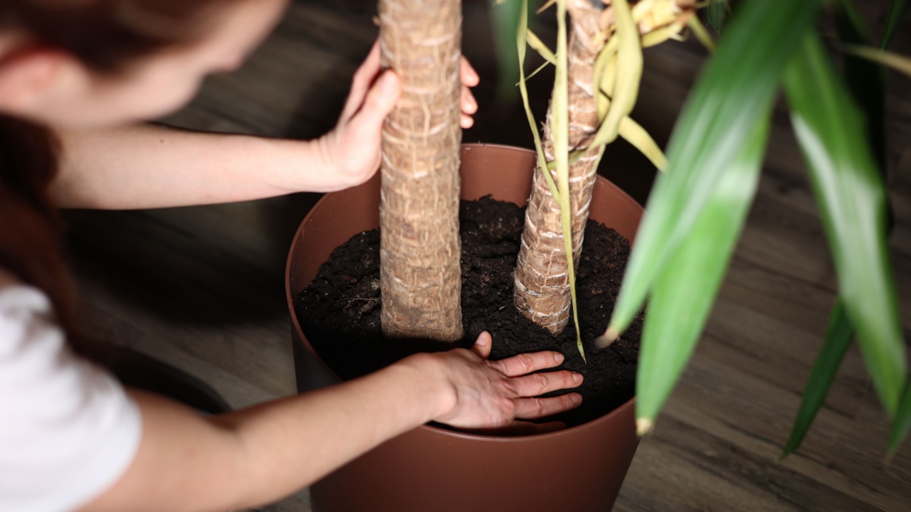 girl plants plant in pot at home, house plant, palm tree, house plant care, hands pour earth, soil, close-up