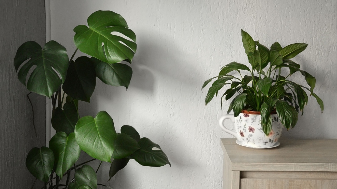 Potted houseplants growing indoors. Monstera and peace lily plant.