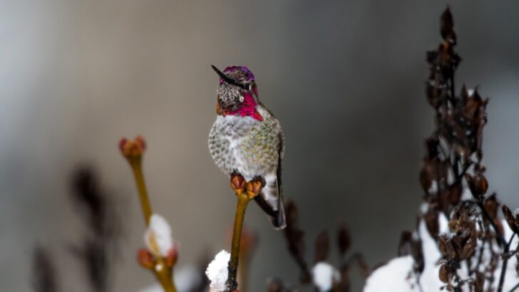 12 Tips to Help Hummingbirds Survive the Winter