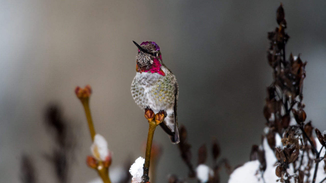 Annas hummingbird sitting alone on a winter day with gray background and snow