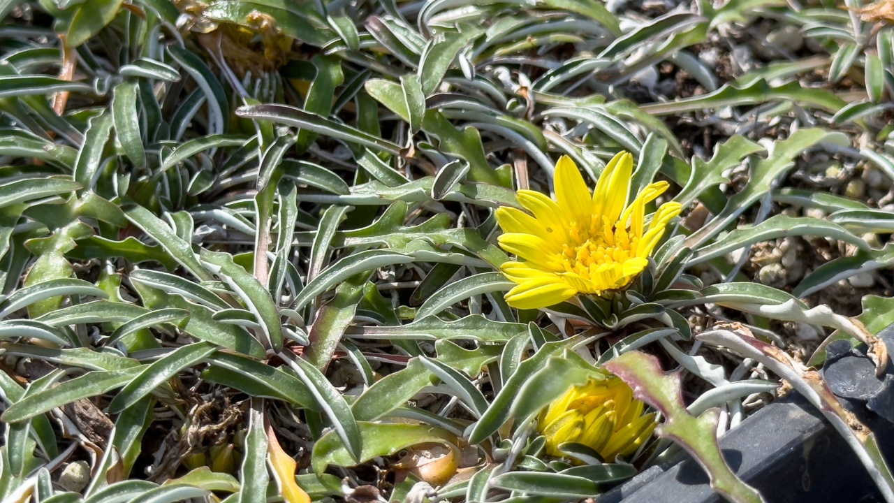 A closeup view of the dymondia plant, seen at a nursery.