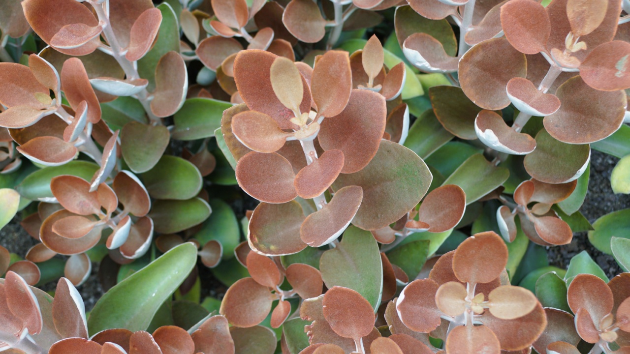 A vibrant display of Copper Spoon leaves, creating a rich tapestry.