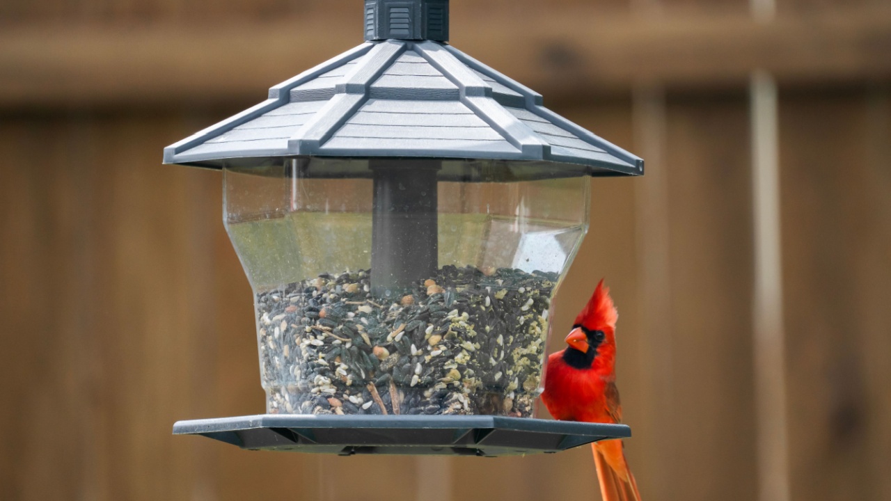 Variety of birds feeding on bird feeder - hyacinth, house finch, northern cardinal, house sparrow