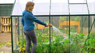 Woman watering tomato plants outside the greenhouse. Capturing a fit and mature lady, watering recently planted beef steak tomato plants.