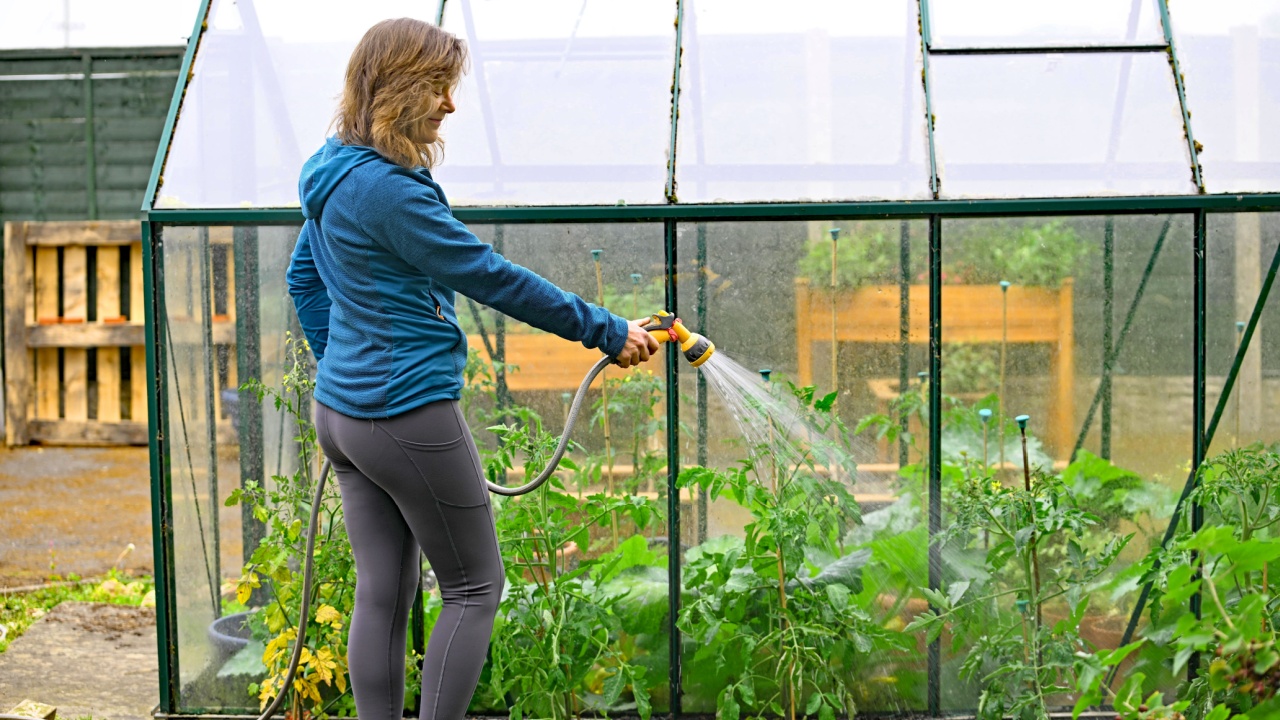 Woman watering tomato plants outside the greenhouse. Capturing a fit and mature lady, watering recently planted beef steak tomato plants.