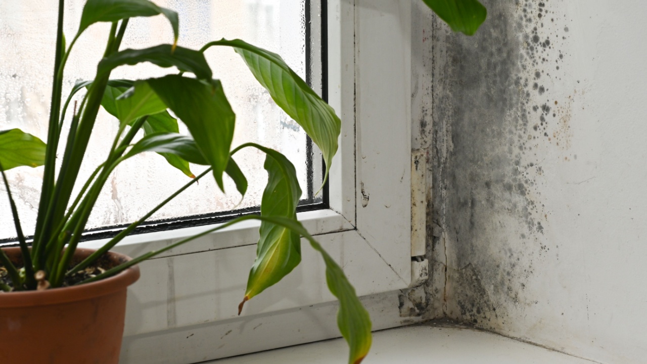 Condensation-covered window hosts aggressive mold growth near indoor indoor plant. intricate fungal while healthy houseplants sit nearby. spathiphyllum flower on window sill.