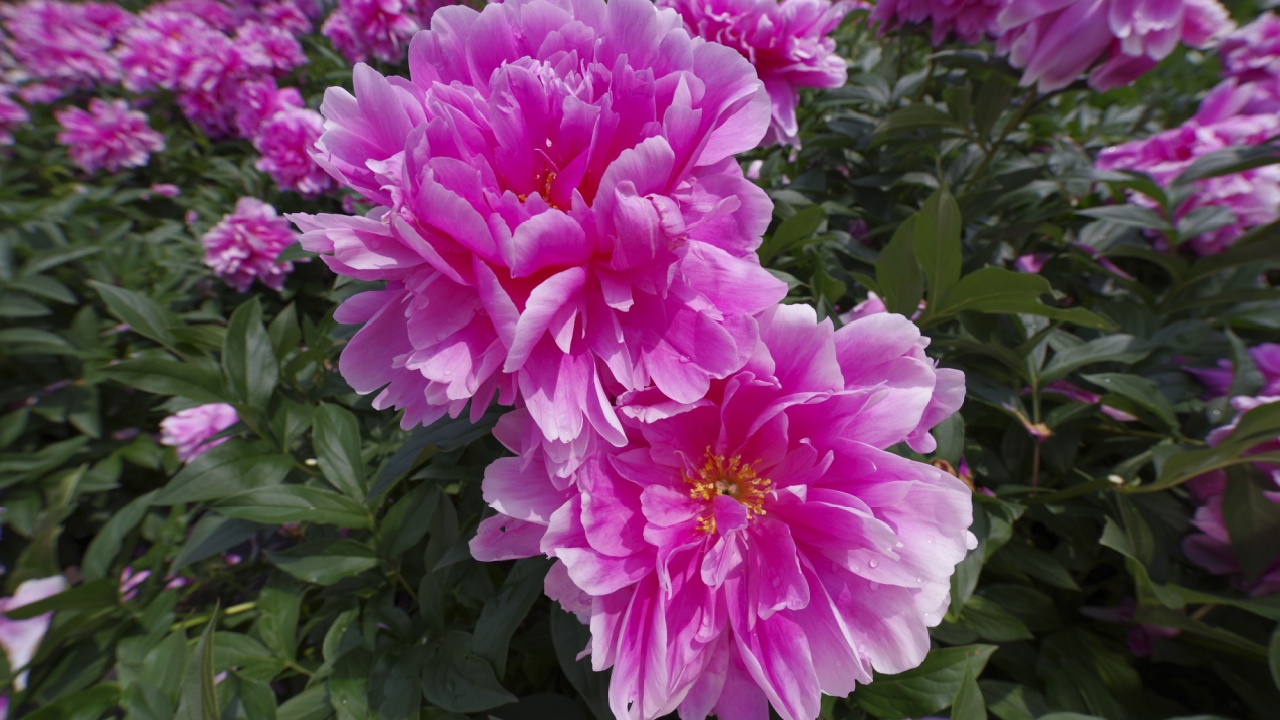 Pink peony flowers are in bloom in the peony garden.The name of this peony is Sarah Bernhardt. Scientific name is Paeonia lactiflora.