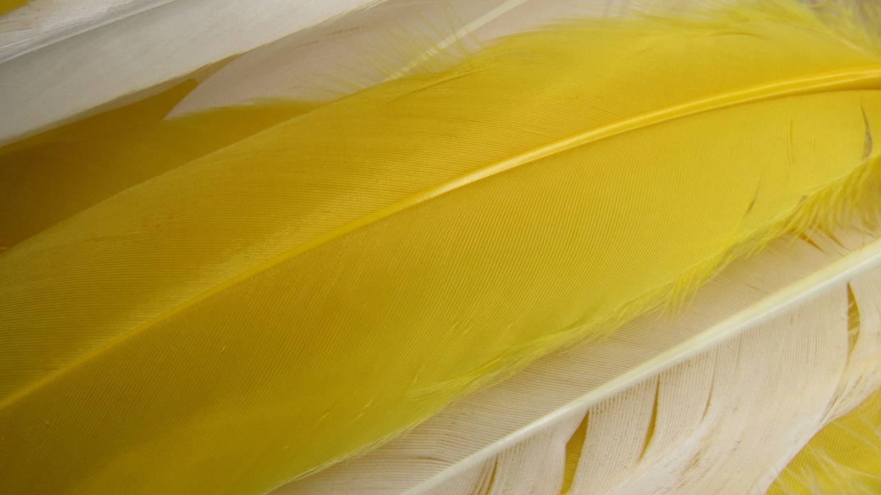 Goose Feather yellow and white assortment closeup macro 