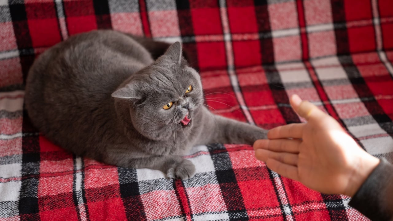 Angry grey cat hisses at a person trying to pet it. Cat arches its back and hisses in response to an approaching hand