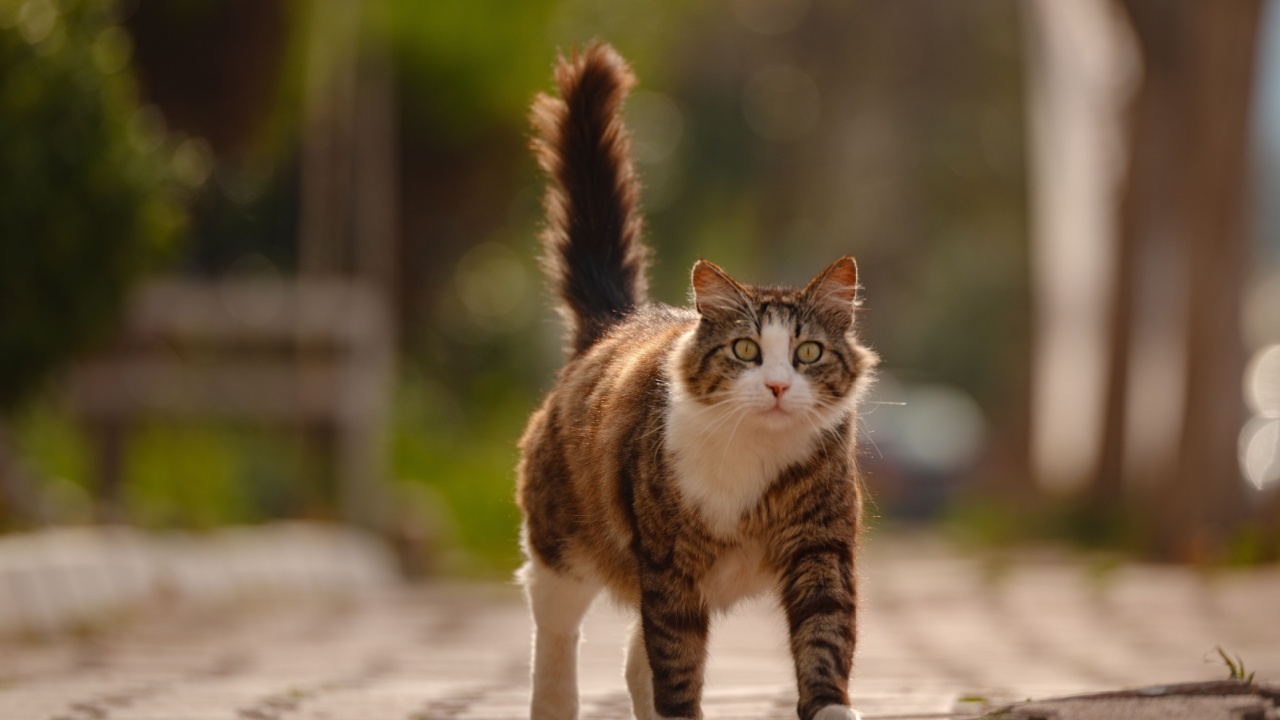 Street cats of Turkey roam freely, lounging, playing, and exploring the vibrant streets, creating charming scenes of daily life in urban and rural settings.