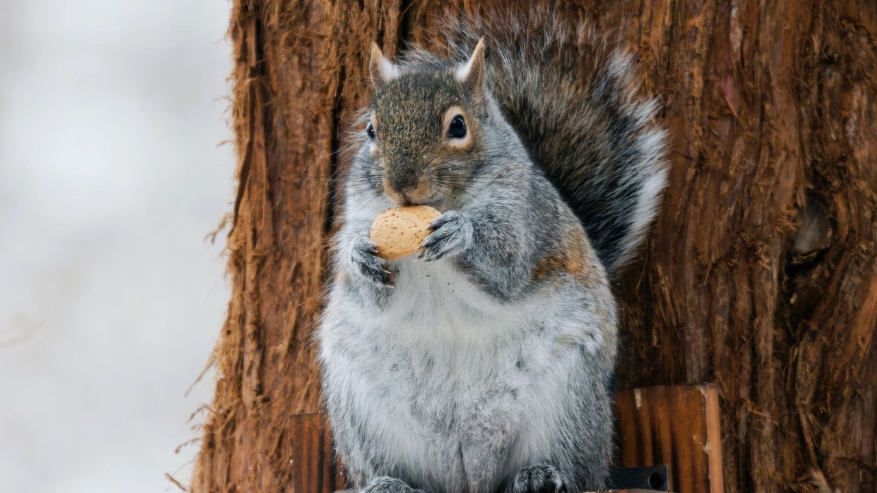 A cute squirrel holding a nut on a wooden platform against a tree trunk in a winter setting.