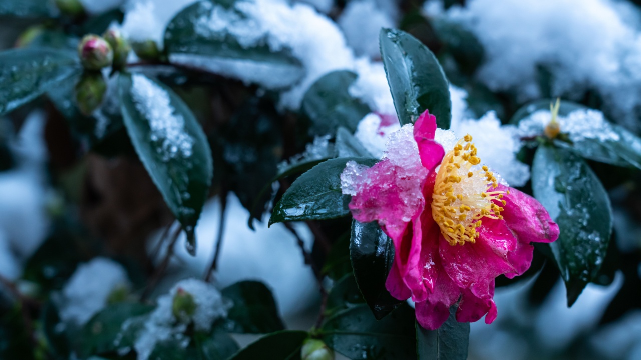 A closeup of a beautiful pink Camellia sasanqua flowering plant covered in snow