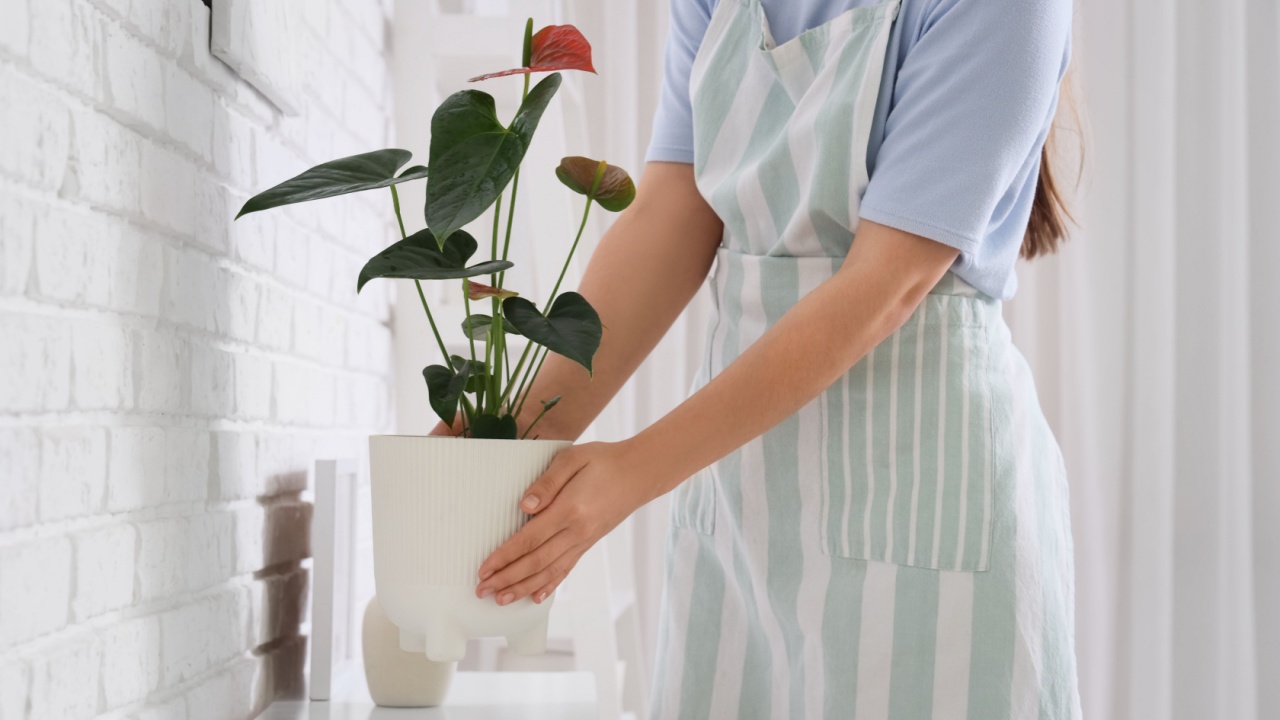 Woman putting Anthurium flower on table in room