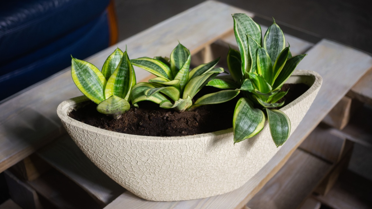 Sansevieria trifasciata Golden Hahnii in an oval flowerpot on a glass table.