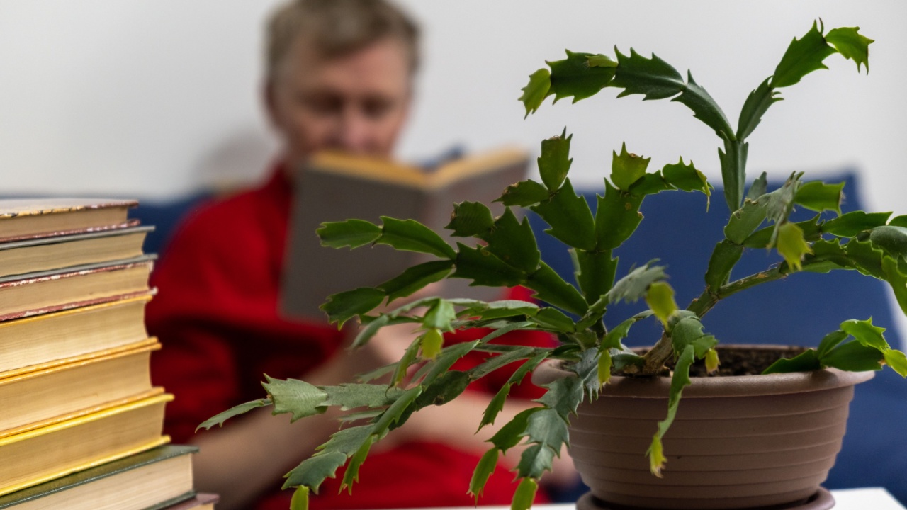 man middle aged sits comfortably on couch, absorbed in book. stacks books are nearby and potted plant adds touch greenery to cozy atmosphere. close up.