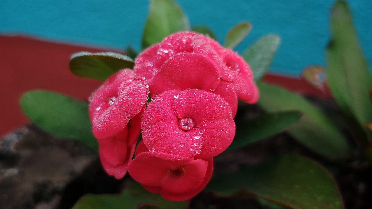 The flower of a plant known as Crown of Thorns (Euphorbia milii). This plant is a succulent shrub native to Madagascar and is a popular ornamental plant. Flower with morning's due droplets. 